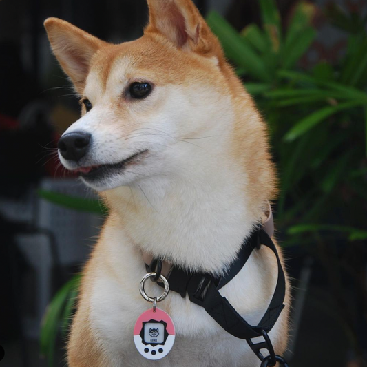 Tamagotchi Pet Tag (Duo)
