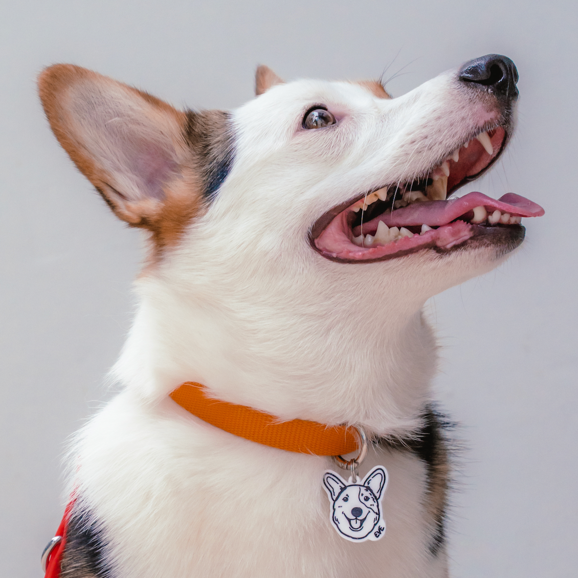 Doodle Pet Tag